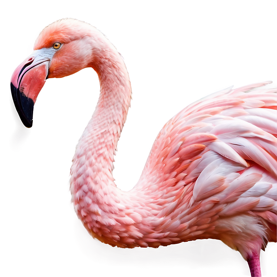 Flamingo In Fantasy Land Png 05062024