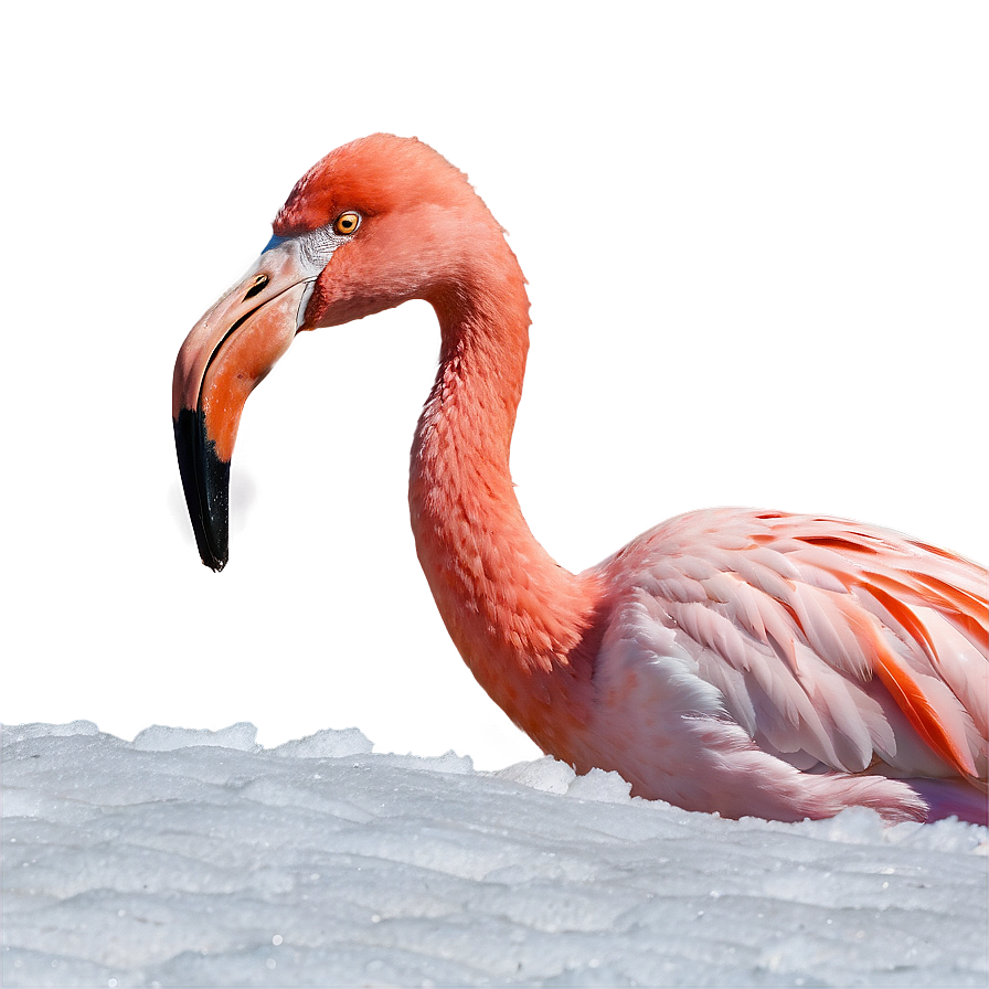 Flamingo In Snowy Landscape Png 06292024