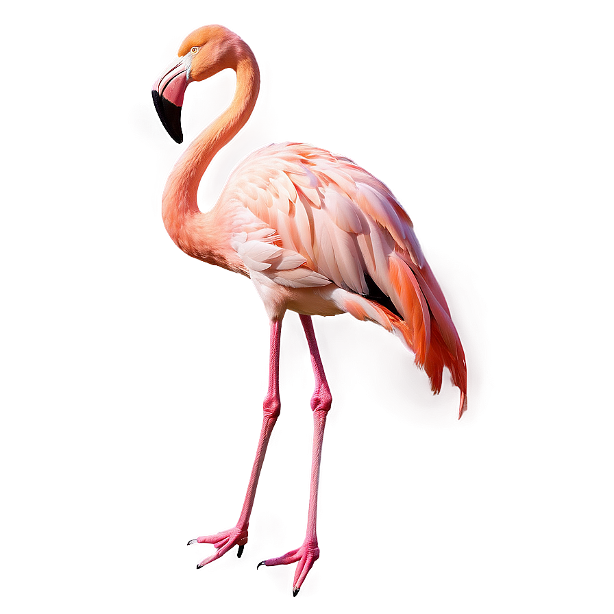 Flamingo Sunset Background Png 91