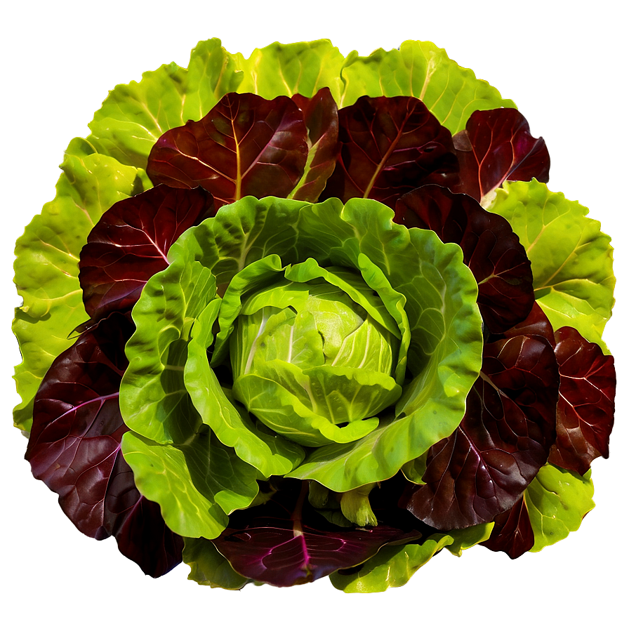 Flat Leaf Lettuce Png 40