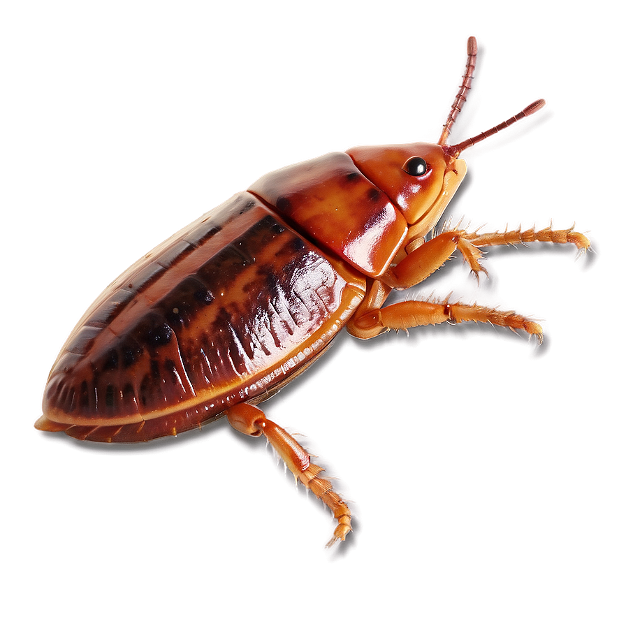 Flat Roach Png Nth54