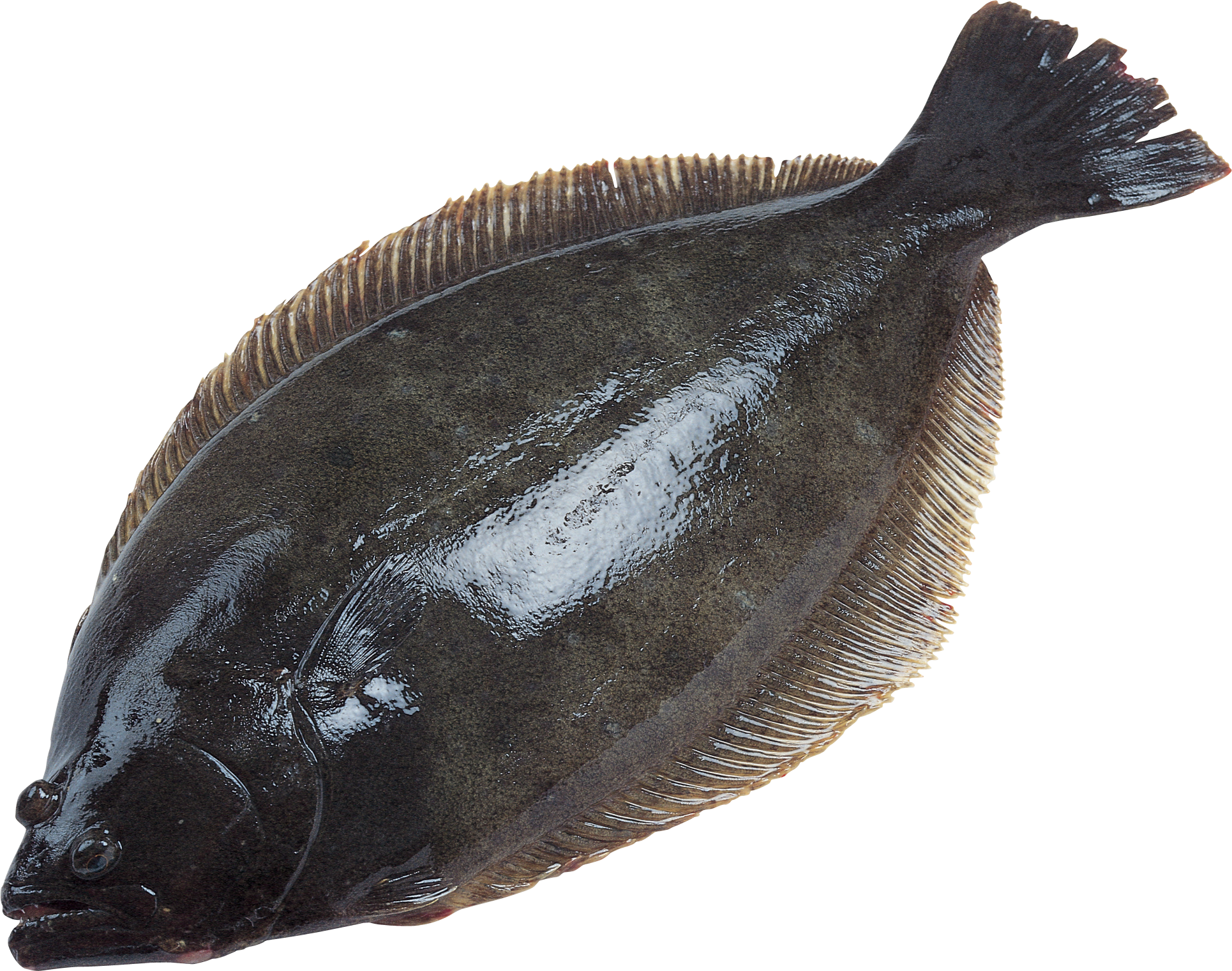 Flatfish Side View.png