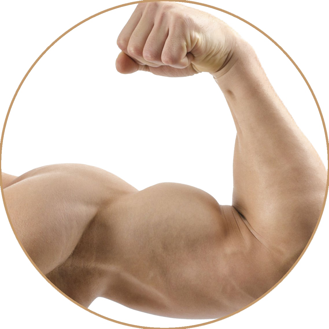 Flexed Bicep Muscle Display.png