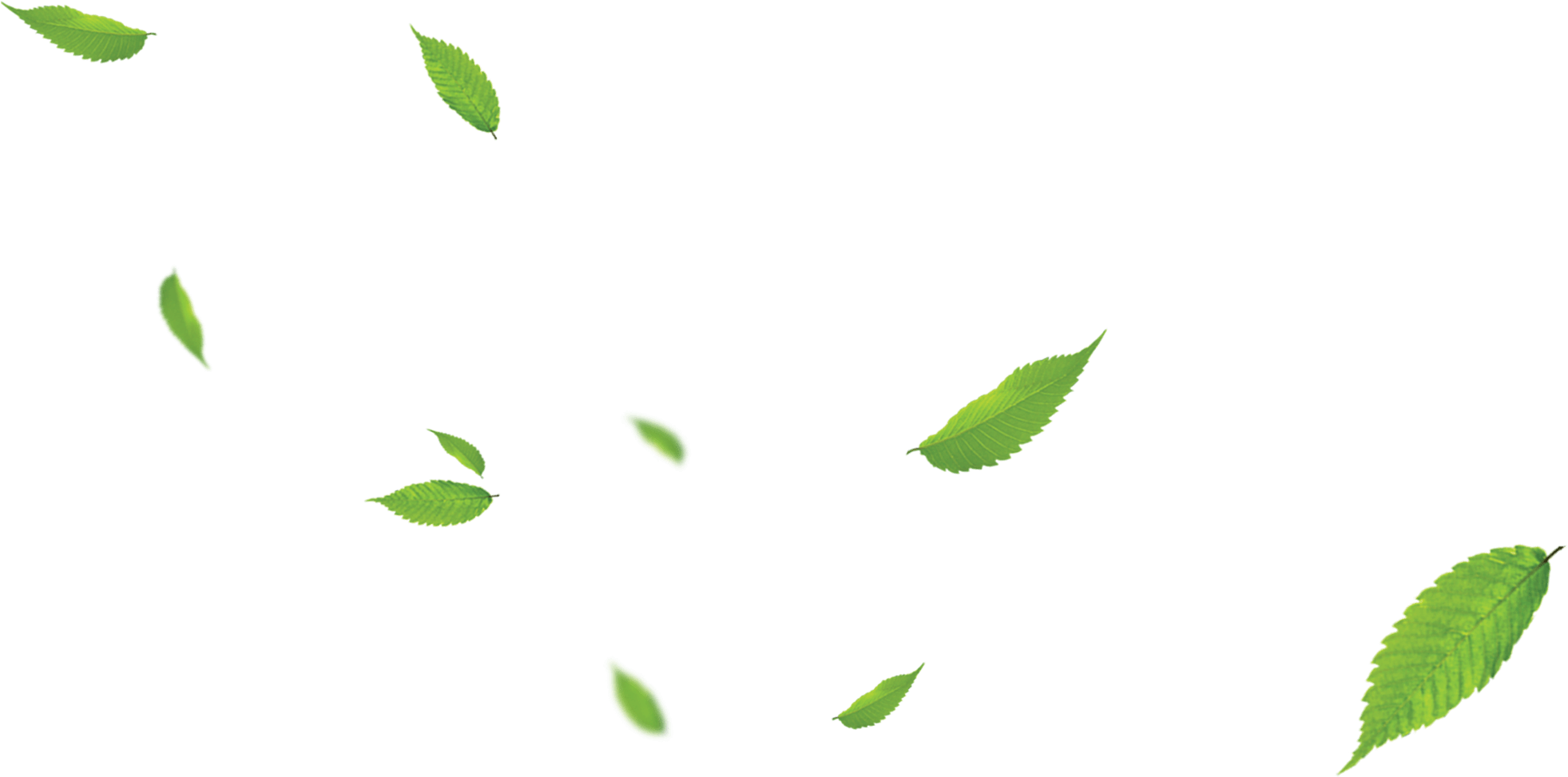 Gambar Daun No Background, HD Png Download PNG with transparent background