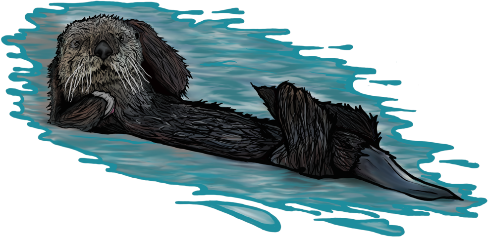 Transparent Otter Png - Sea Otter, Png Download PNG with transparent background