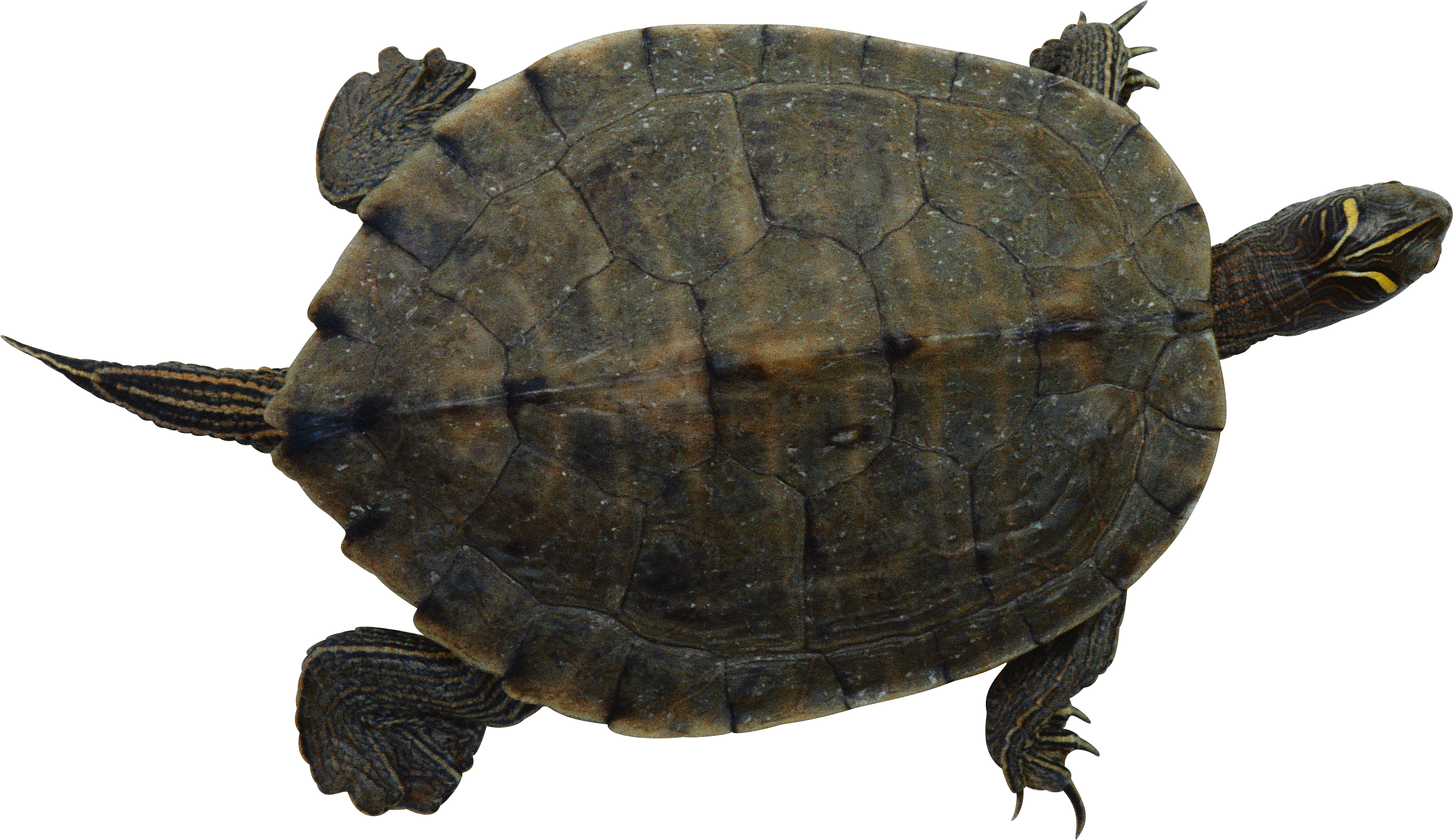 Floating Turtle Transparent Background PNG with transparent background