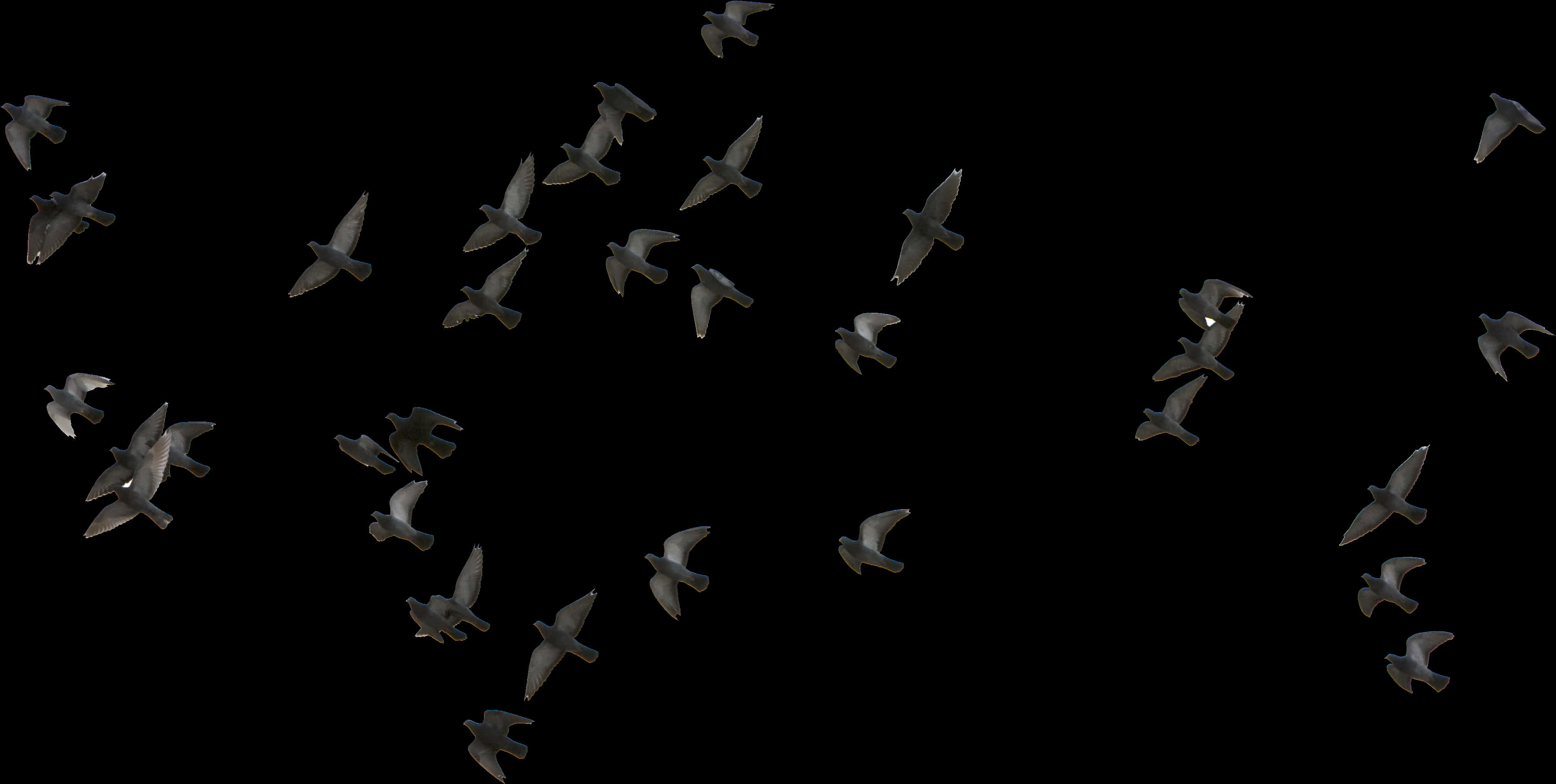 Flockof Dovesin Flight PNG with transparent background