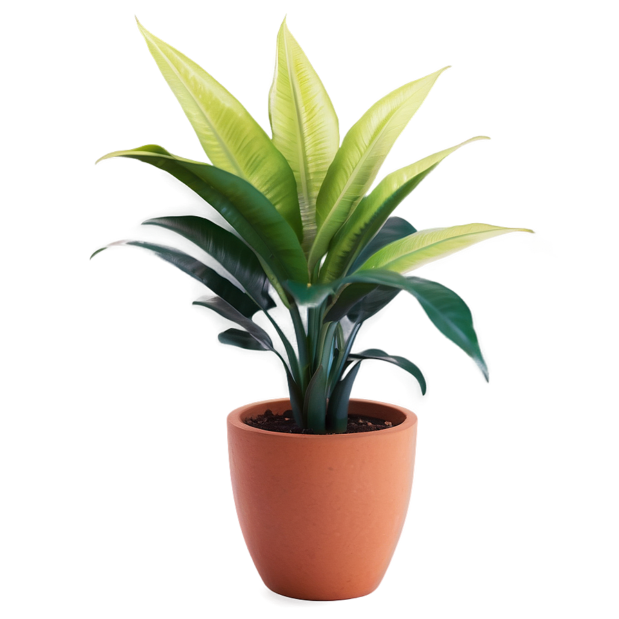 Floor Plant Decor Png 06282024