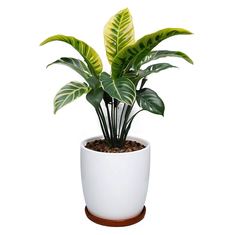 Floor Plant In Home Decor Png Bcy