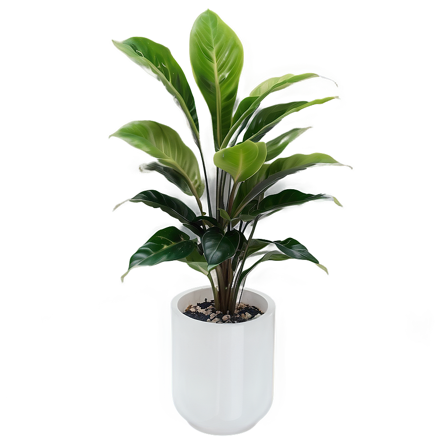 Floor Plant In Interior Png Vir9