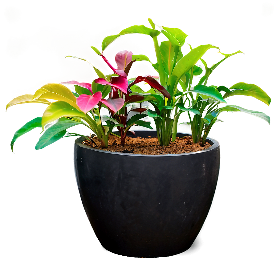 Floor Plant In Pot Png Fgk