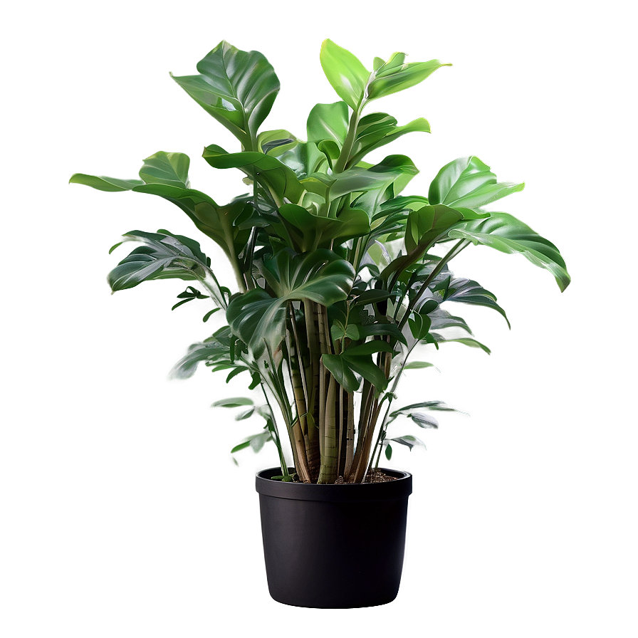 Floor Plant Png 06282024