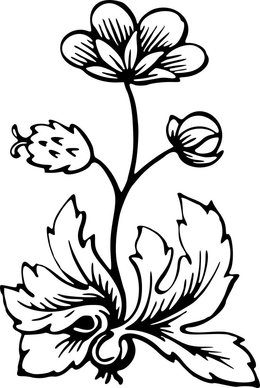 Leafy Png, Transparent Png PNG with transparent background