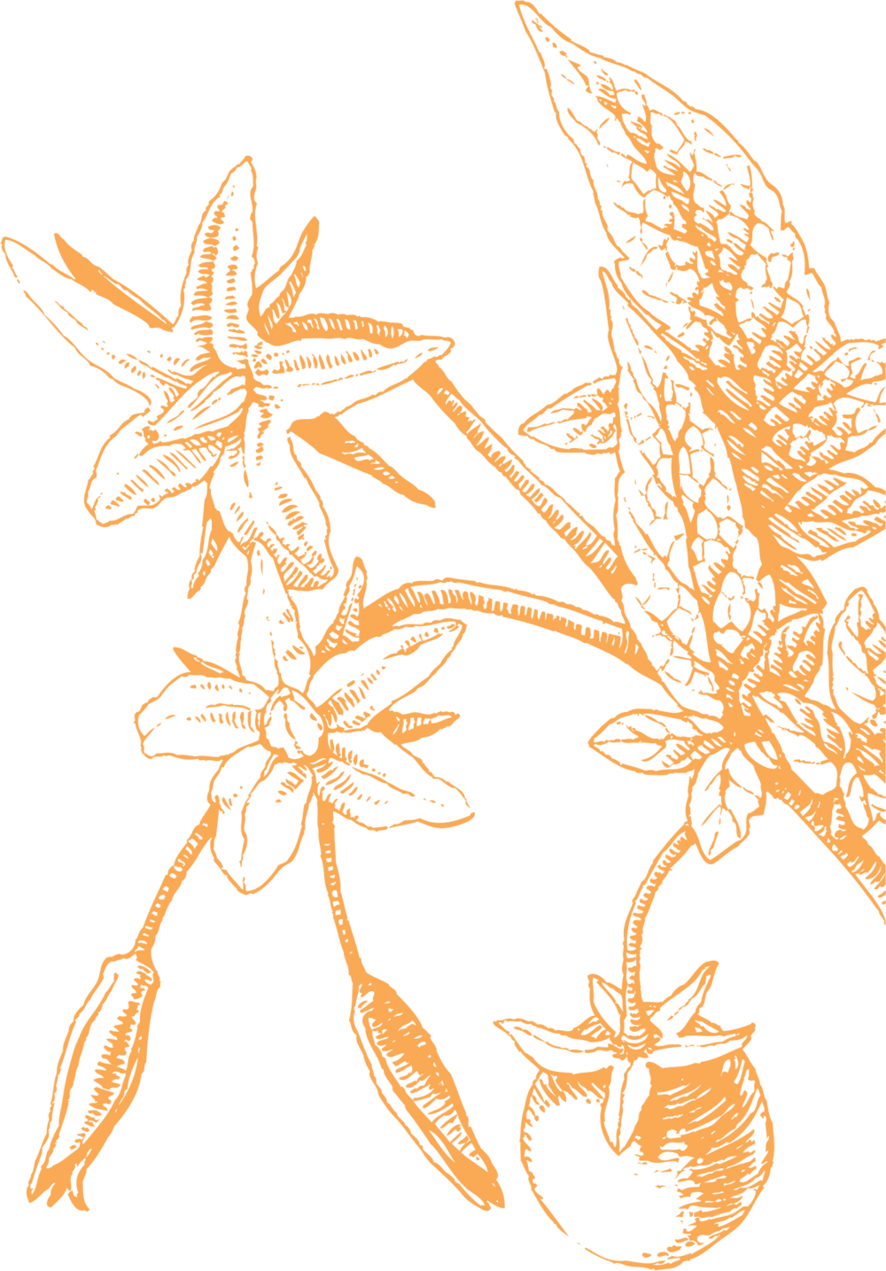 Floral Sketch Artwork