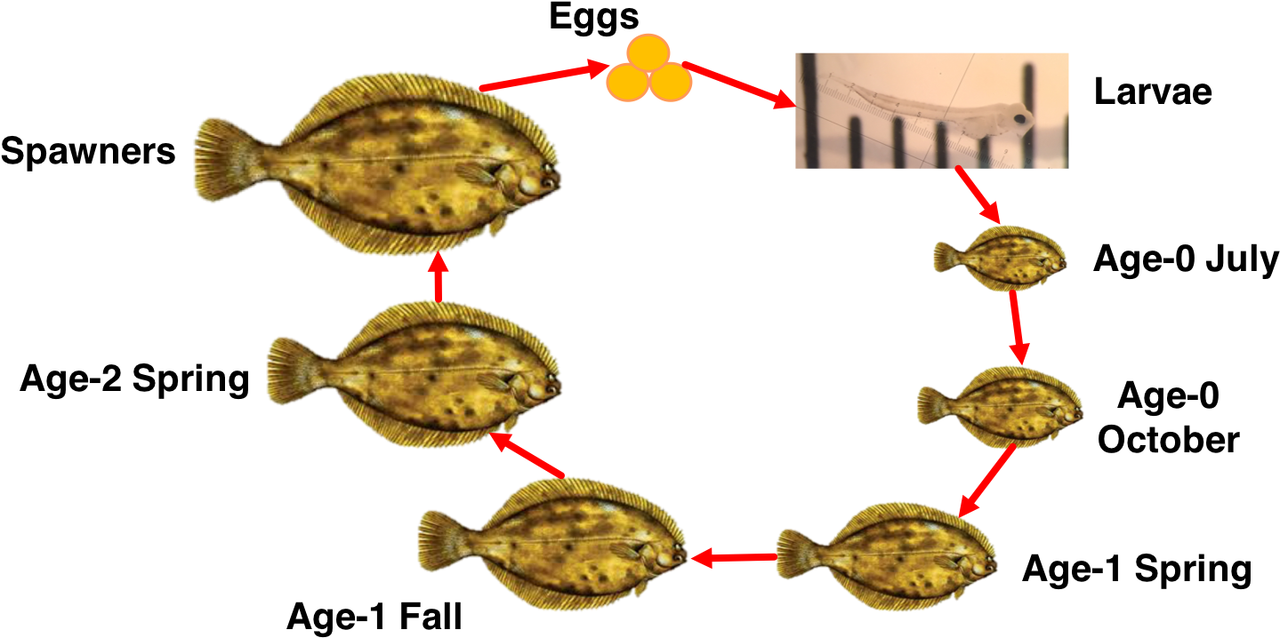 Flounder Life Cycle Development Stages