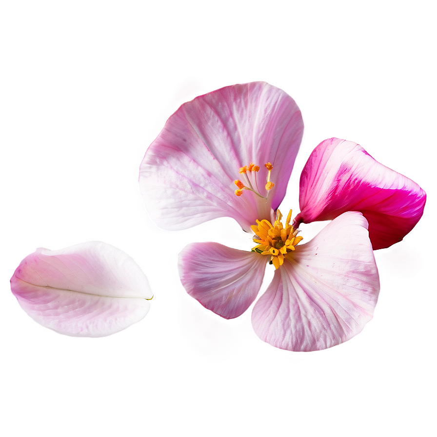 Flower Petal Transparent Png 16