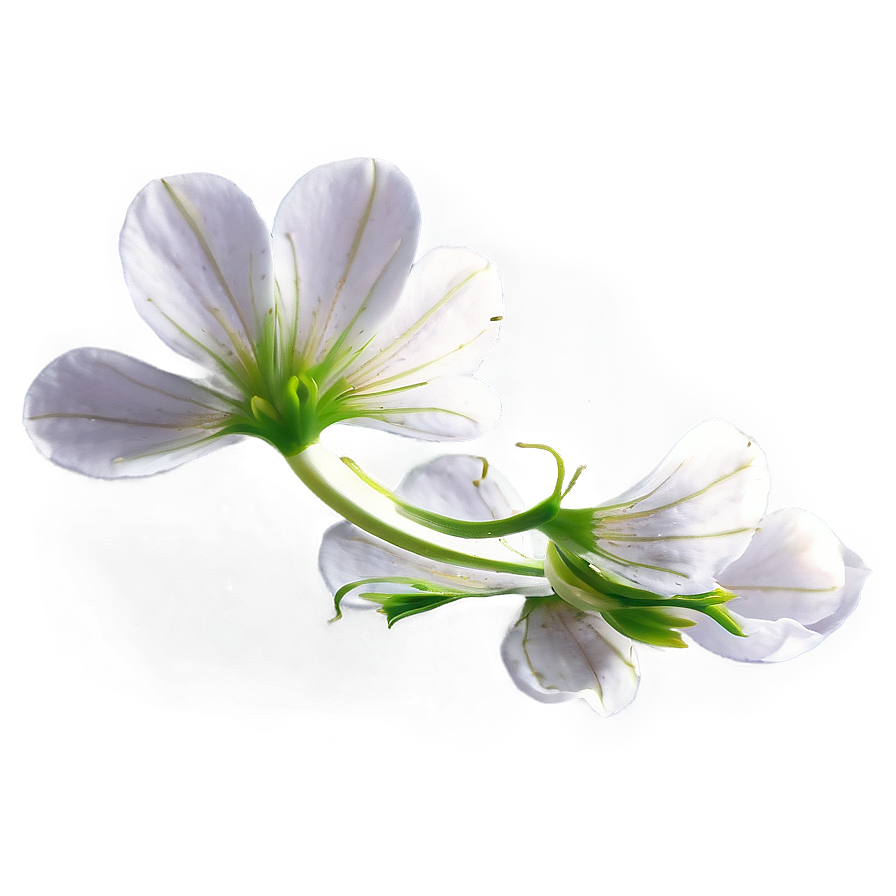 Flower Petal Transparent PNG 97 PNG image with a transparent background, free high-resolution download