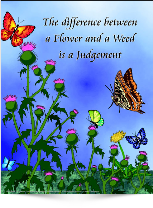 This Is The English Version Of Poster Design - Morning Glory, HD Png Download PNG with transparent background