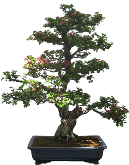 Flowering Bonsaiin Container PNG image with a transparent background, free high-resolution download