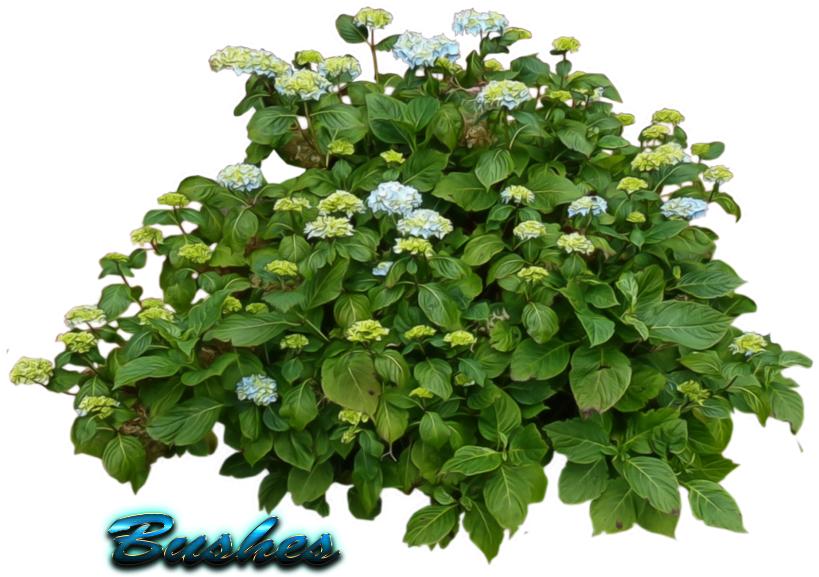 Flowering Green Shrub Graphic