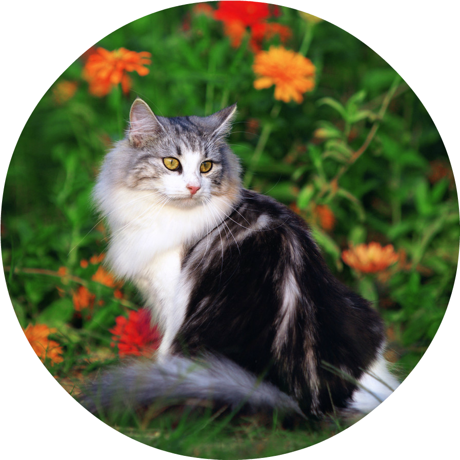 Cute Cat Playing In The Beautiful Field Of Flowers - Domestic Long-haired Cat, HD Png Download PNG with transparent background