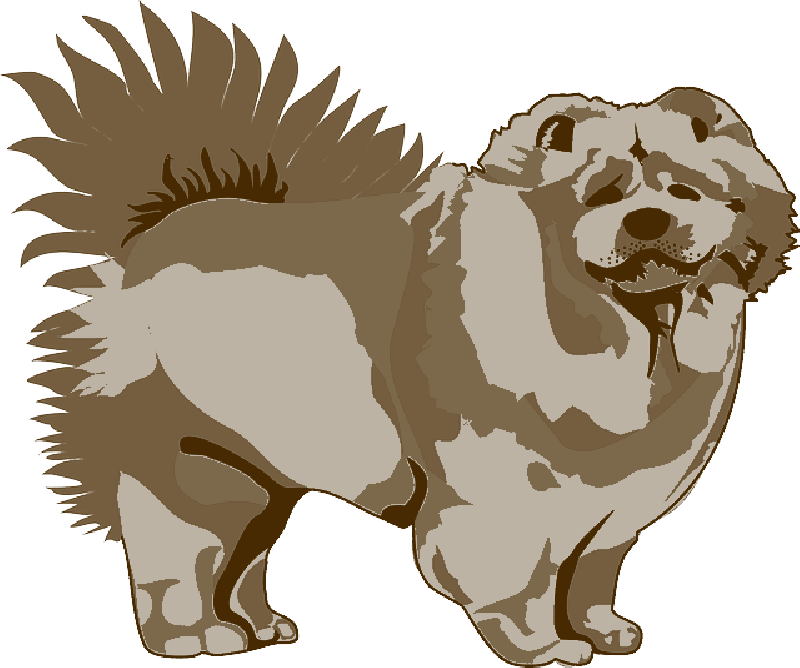 Fluffy Chow Chow Dog Illustration