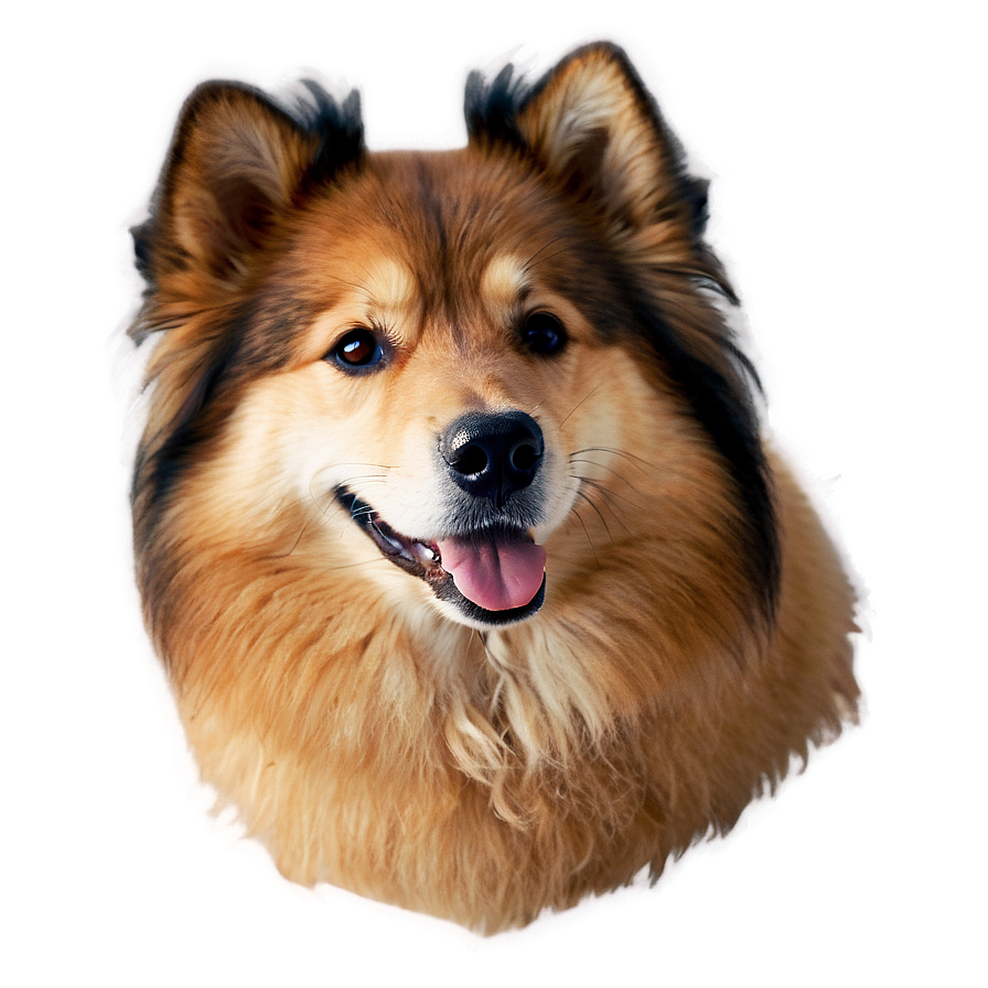 Fluffy Dog Face Picture Png Irg