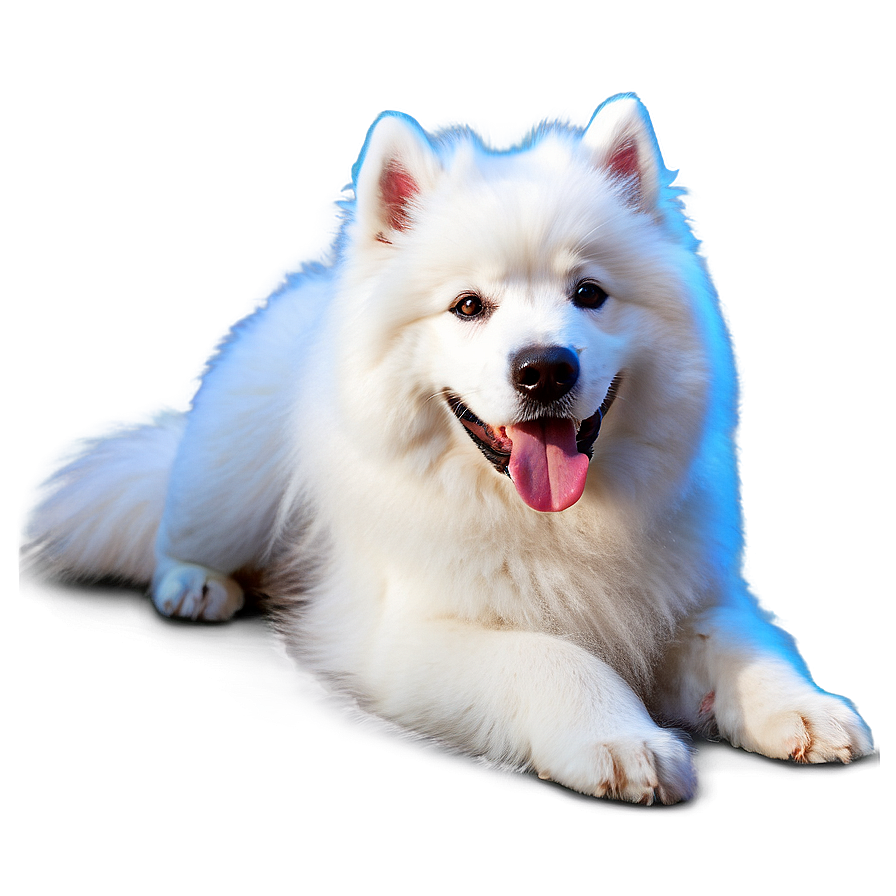 Fluffy Samoyed Fun Png Cva