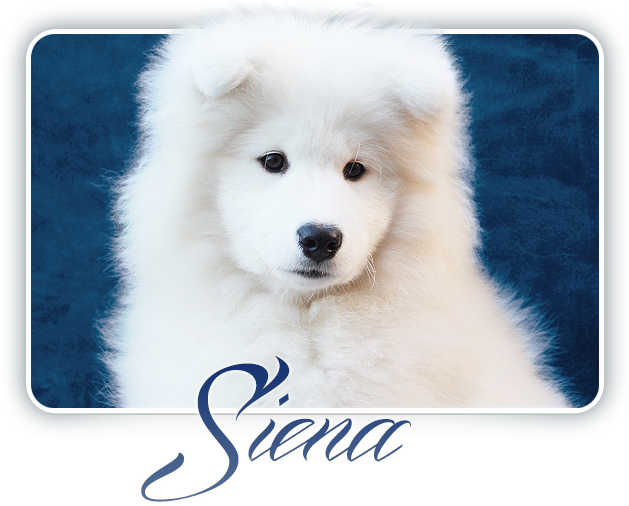 Samoyed Glamorous Miracle Carpathian White Smile - American Eskimo Dog, HD Png Download PNG image with a transparent background, free high-resolution download