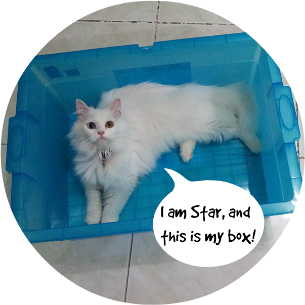 Fluffy White Cat In Blue Box Meme