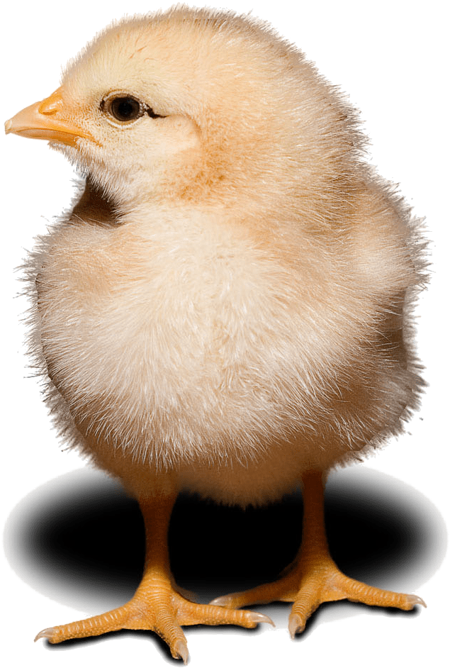 Chick, HD Png Download PNG image with a transparent background, free high-resolution download