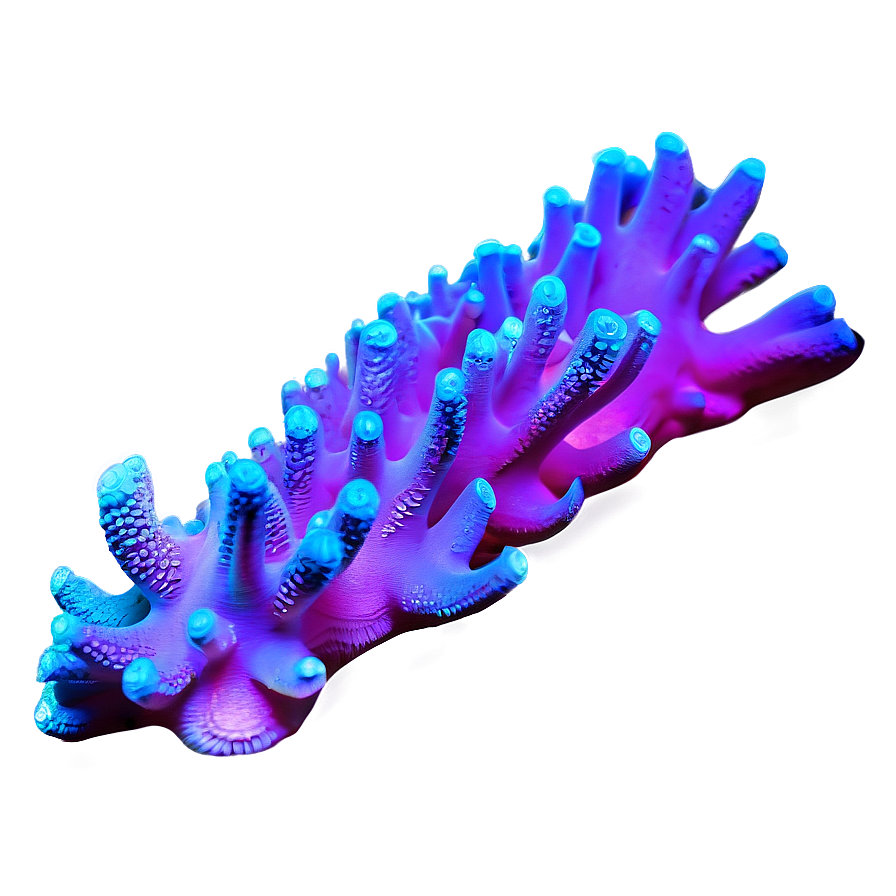 Fluorescent Coral Underwater Png 05242024