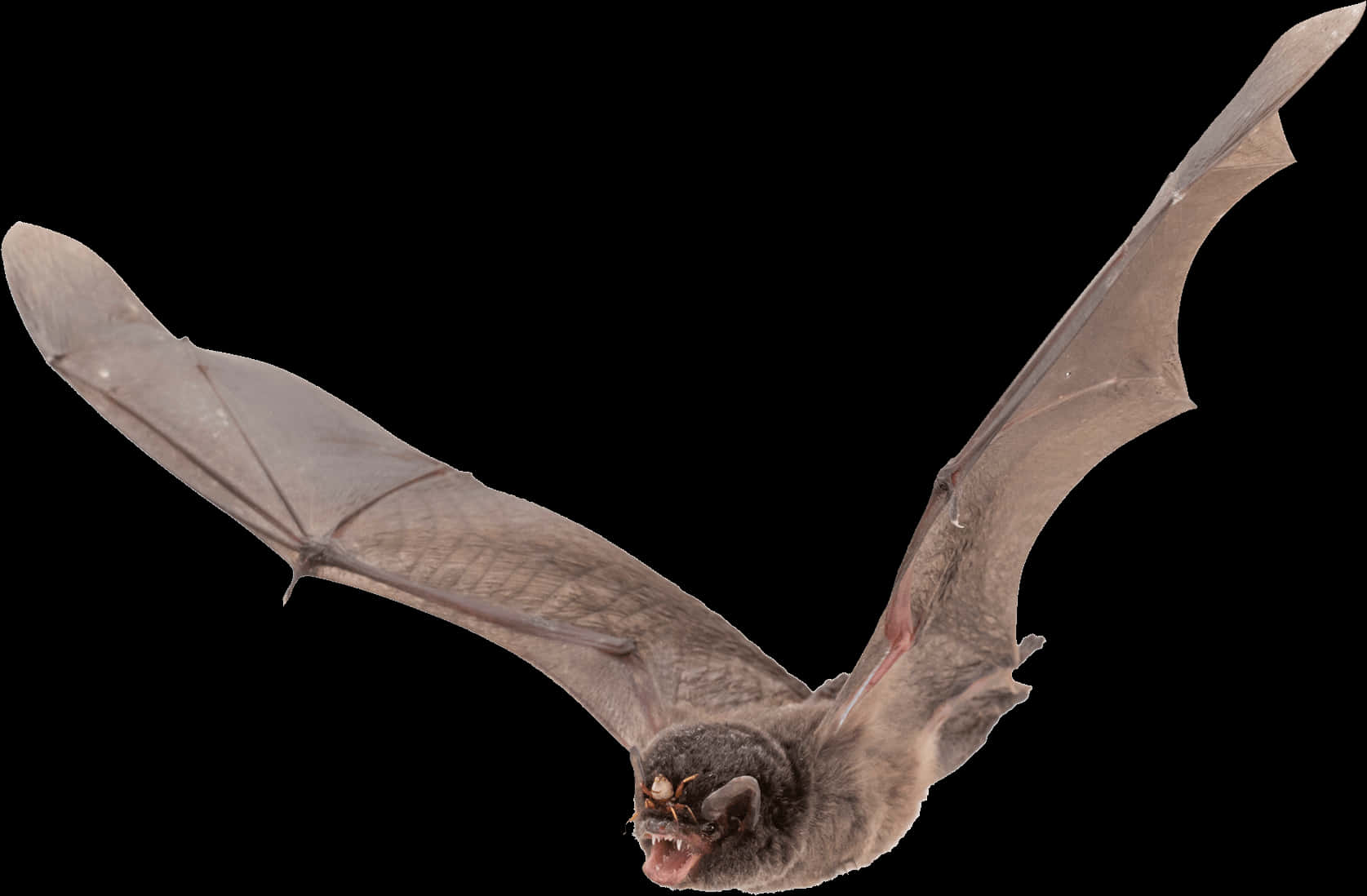 Flying Bat Black Background