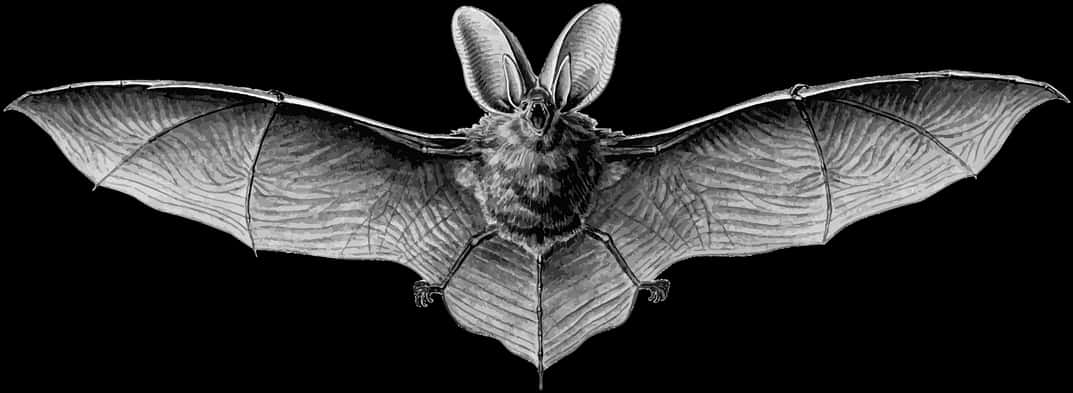 Flying Bat Black Background PNG with transparent background