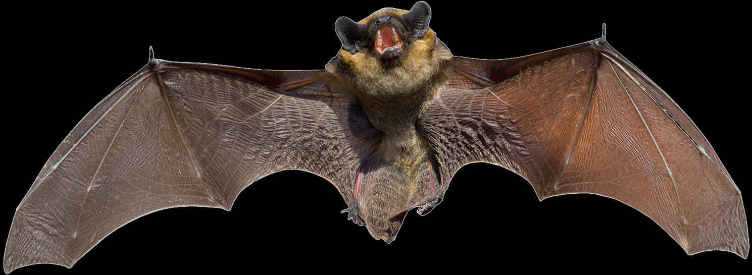 Flying Bat Black Background PNG with transparent background