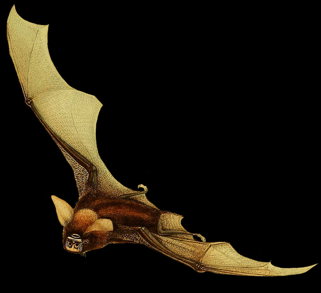Flying Bat Black Background PNG with transparent background