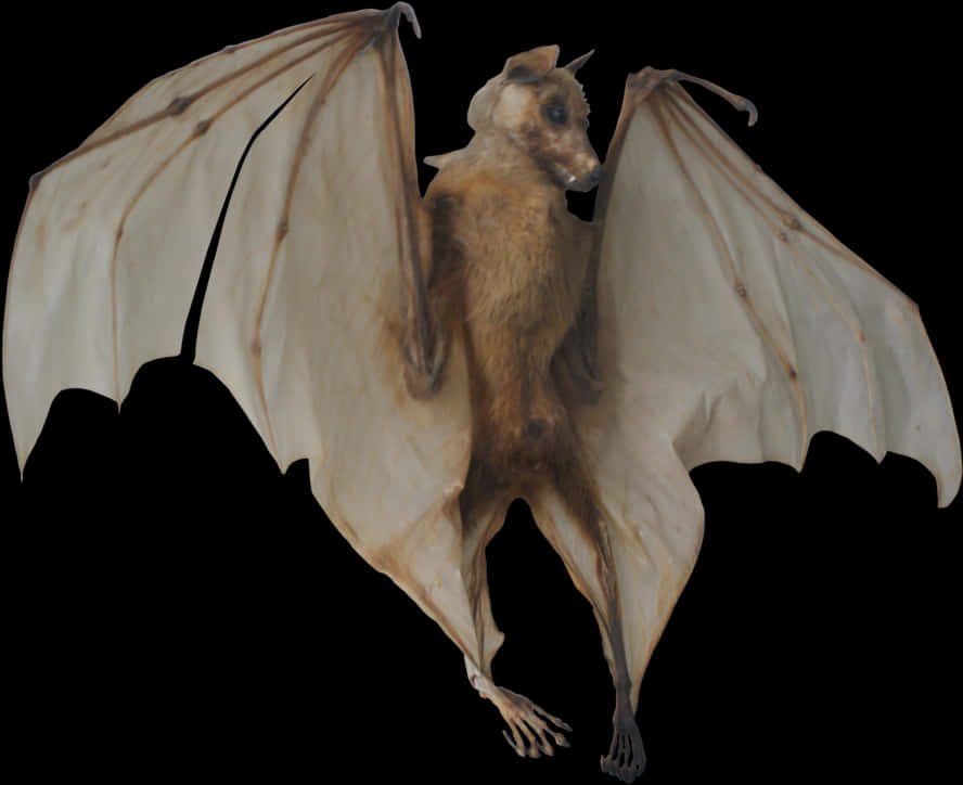 Flying Bat Transparent Background PNG with transparent background