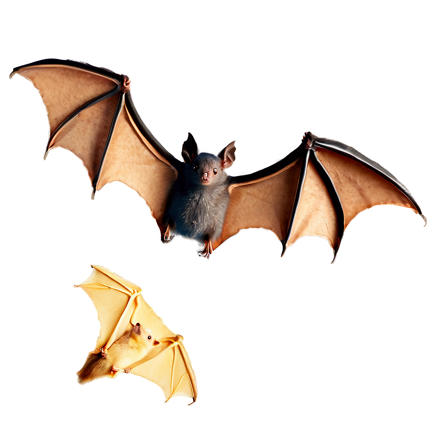 Flying Bats PNG 05232024 PNG with transparent background