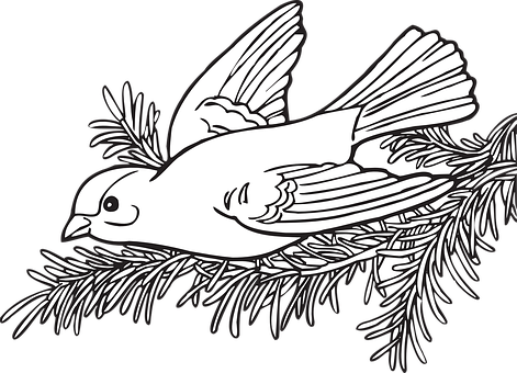 Flying Bird Blackand White Illustration