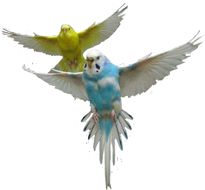 Flying_ Budgerigars_ In_ Action.png