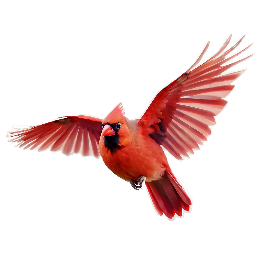 Flying Cardinal Bird Png 06252024