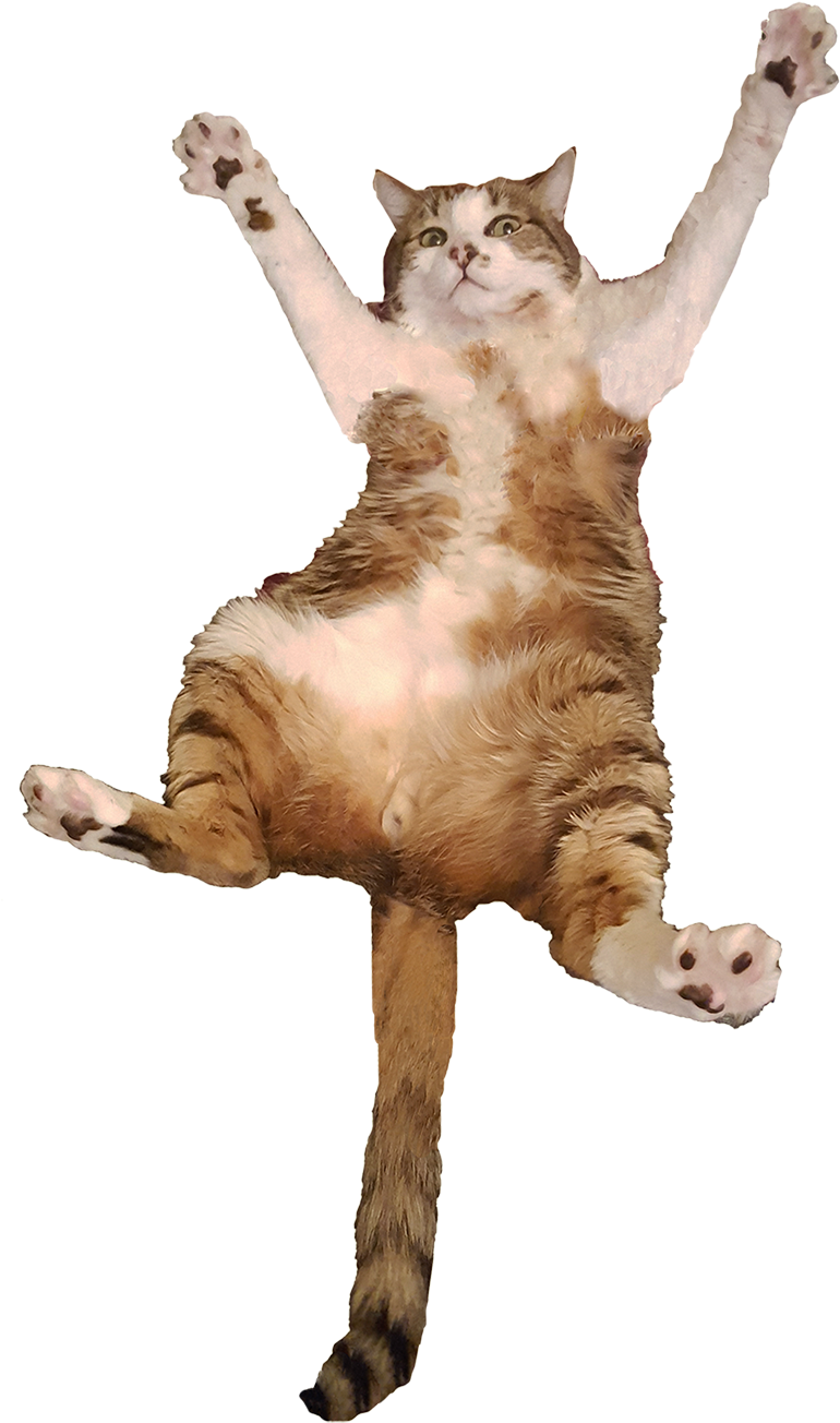 Transparent Cats Png - Cat Jumping Transparent Background, Png Download PNG with transparent background