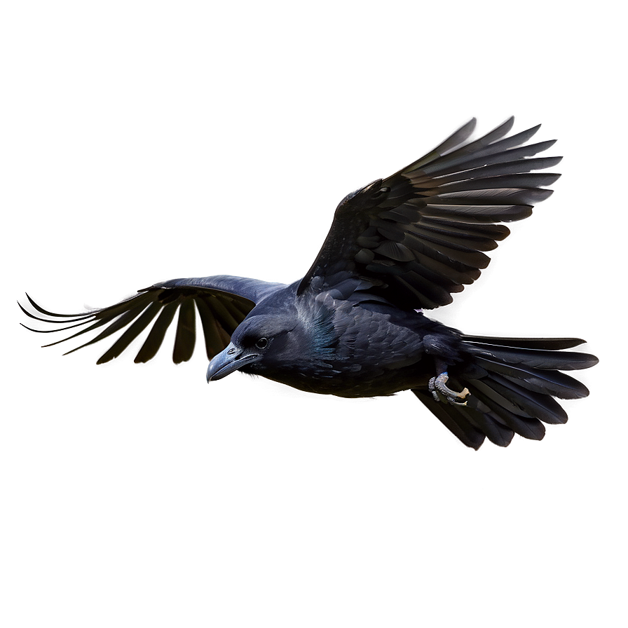 Flying Crow Png 30