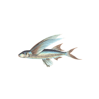 Flying Fish Black Background