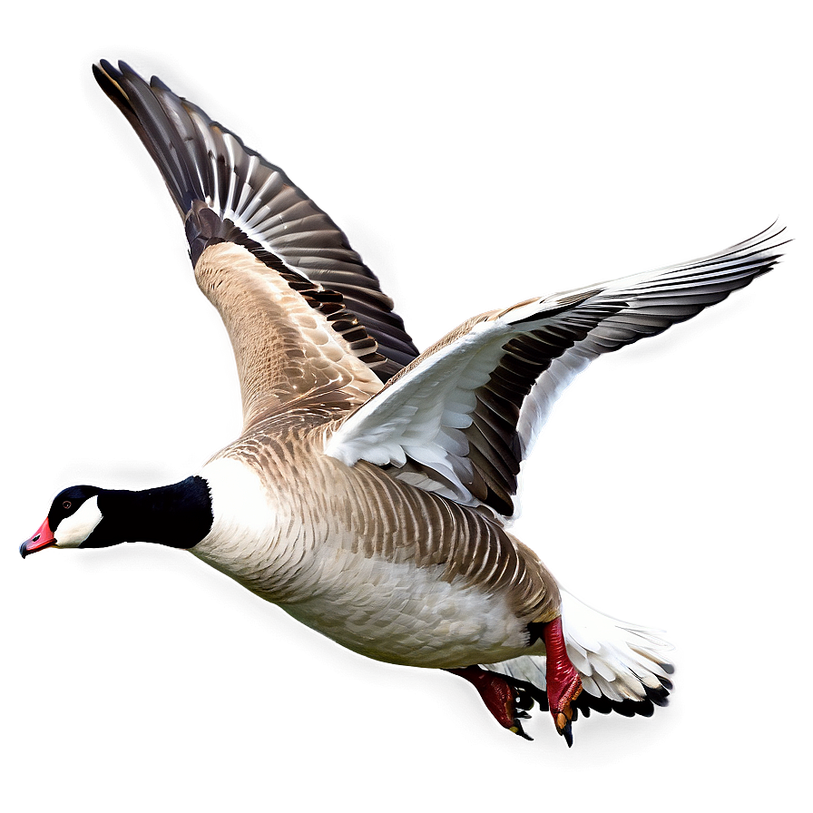 Flying Goose In Sky Png 06112024