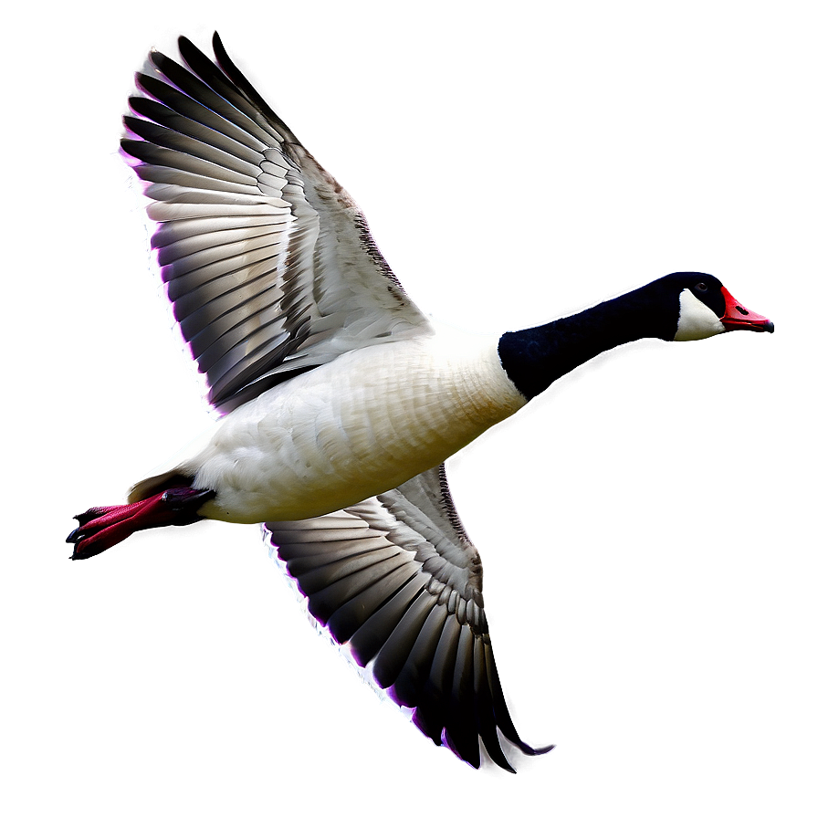 Flying Goose In Sky Png 29