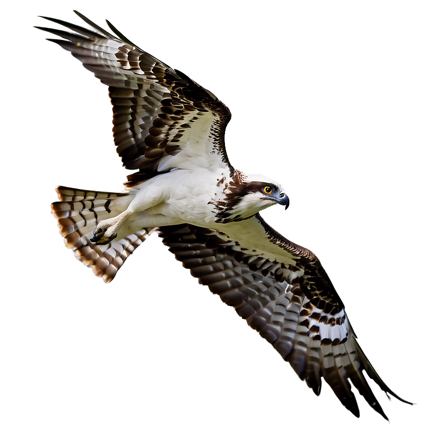 Flying Osprey With Prey Png 06292024