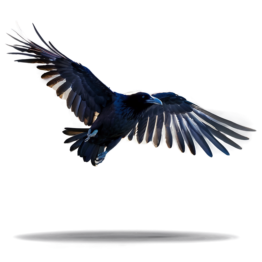 Flying Raven PNG 05062024 PNG with transparent background