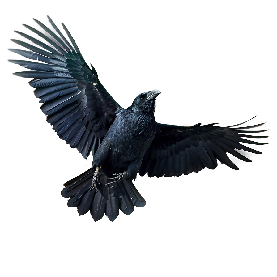 Flying Raven PNG 05062024 PNG with transparent background