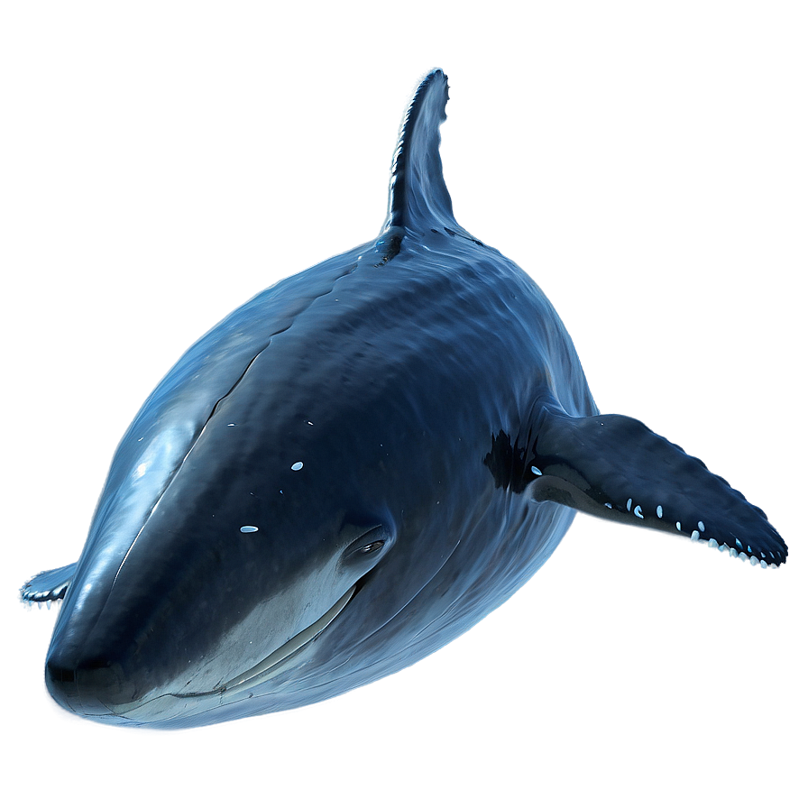 Flying Whale Png 05232024